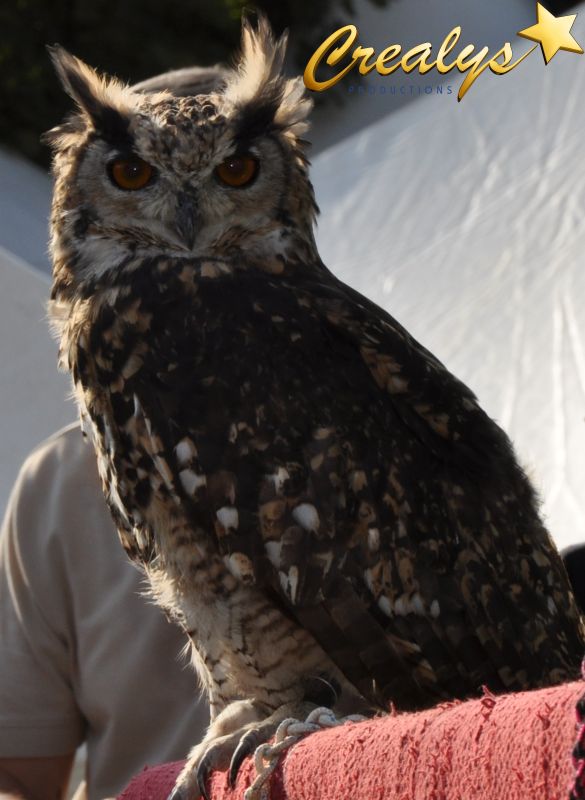 Chouette ou hibou pour un évènement dans toute la France